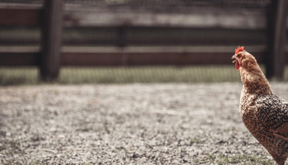 Czym zajmuje się napastnik w hokeju - rola napastnika w grze